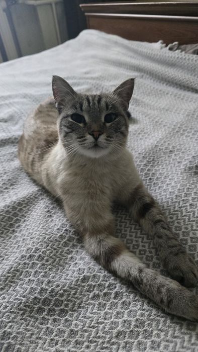 Отдам кошку силк-поинт табби