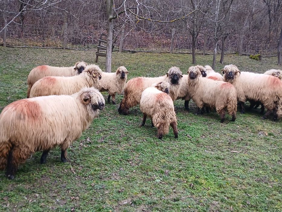 Vând 10 oi și un berbec.