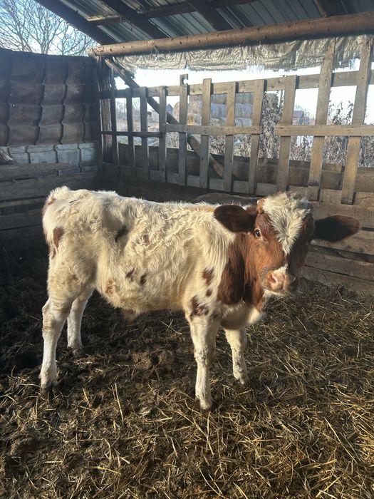 Vand vitei mai multe detali la numarul de telefon