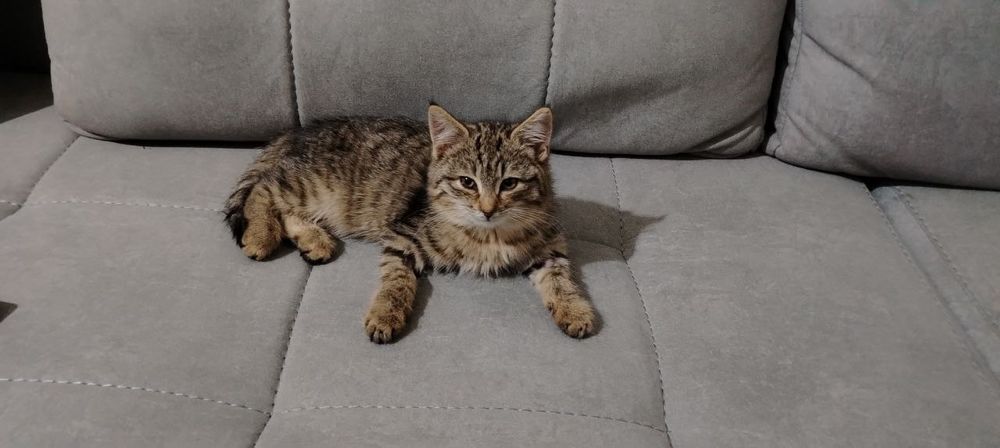 Отдам даром котёнка маличика 2,5 мес.