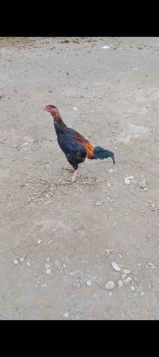 Продам дакана петушок