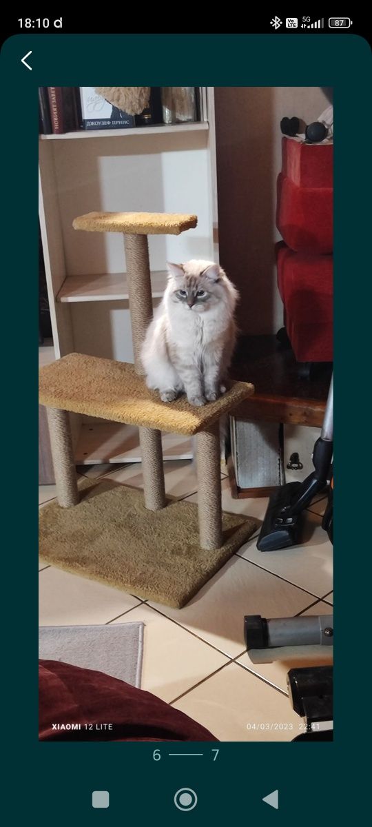 Сибирски  котета