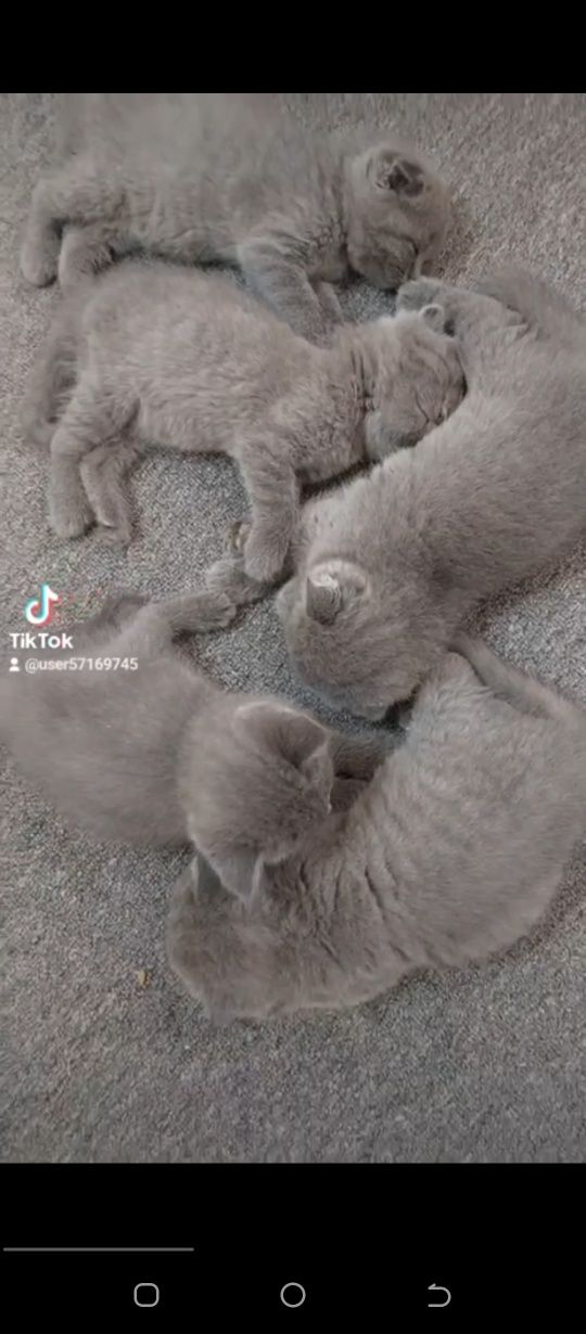 Продам котят  чистокровные, породистые