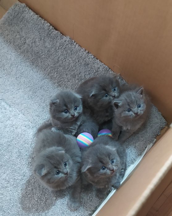 Чистокровные Шотландские Вислоухие котята Фолд