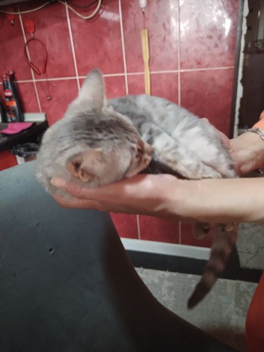 Отдам кошечку в хорошие руки