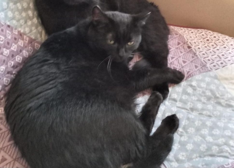 Потерялся кот,помогите найти, вознаграждение гарантируем