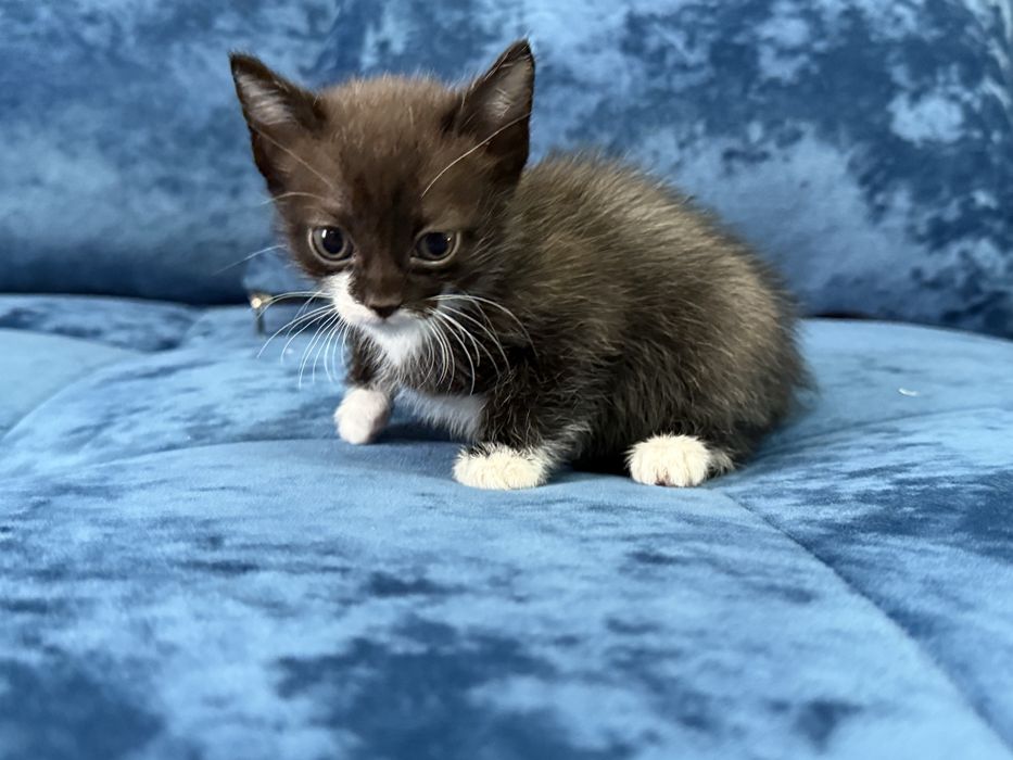 Отдам котят бесплатно