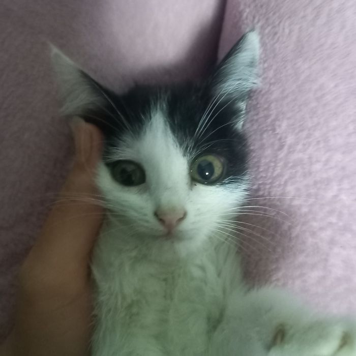 Aq qara misiq, kishkantay