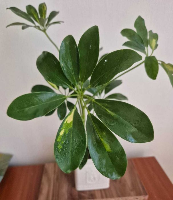 Цветы  комнатные