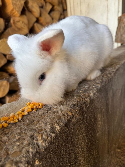 2 iepuroaice, rasa cap de leu