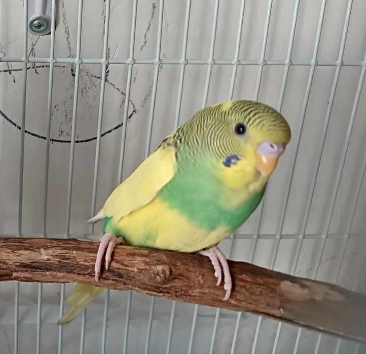 Продаются попугаи