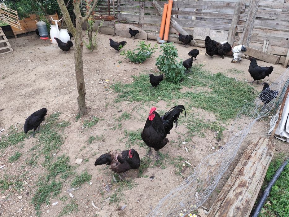 Vând găini Australorp