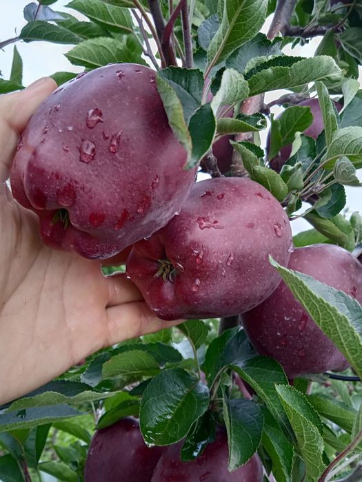 Nok kuchatlari va Olma gelos yongoq va barcha turdagi kuchatlar bor