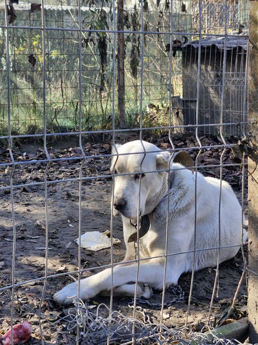 Ciobanesc de asia centrala