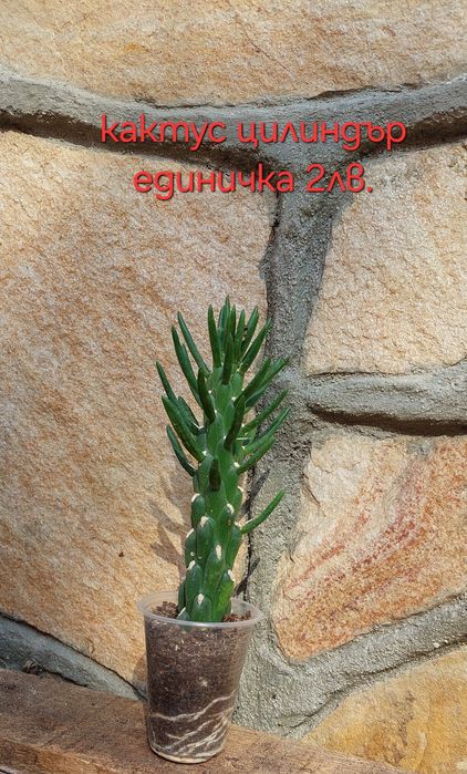 Стайни и градински растения на супер цени.