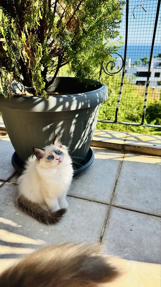 Рагдол котенца на 3 м. търсят своите нови семейства. Ragdoll kittens.