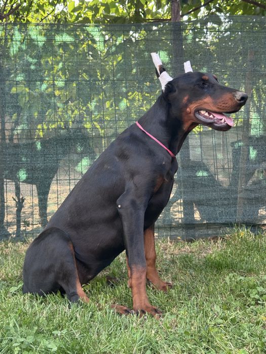 Black Friday! Cățeluș Doberman cu 30% reducere cu pedigree