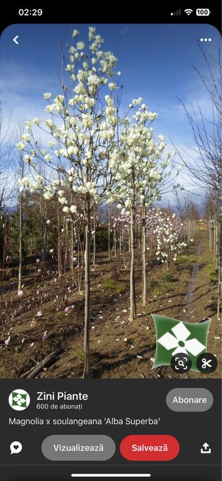 Magnolie copac Solangeana