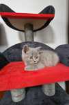 British shorthair