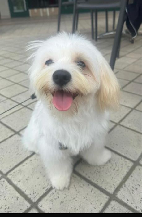 Dau pui de bichon