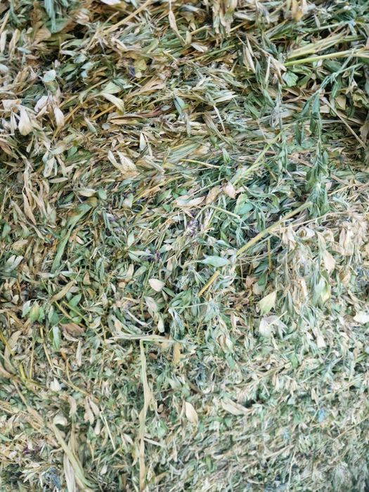 Balotat lucernă trifoi ghizdei