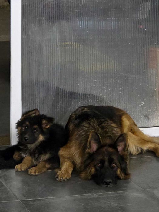 Продаваме кученца - немска овчарка