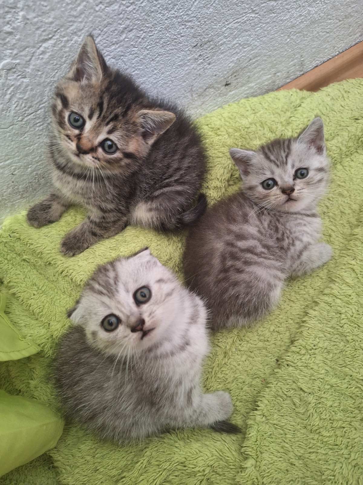 Продавам породисти котета