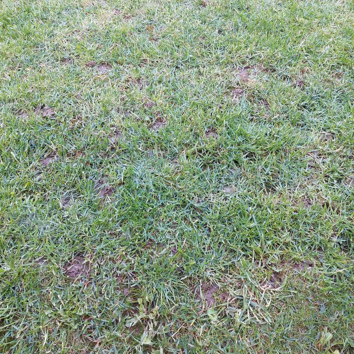 tai gard viu cu masina pe acumulator