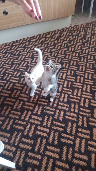 Милые кошечки домашние