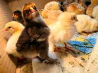 Продам домашних цыплят брама