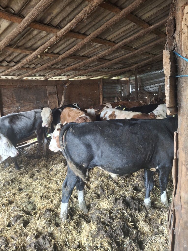 Tauri de vânzare buni
