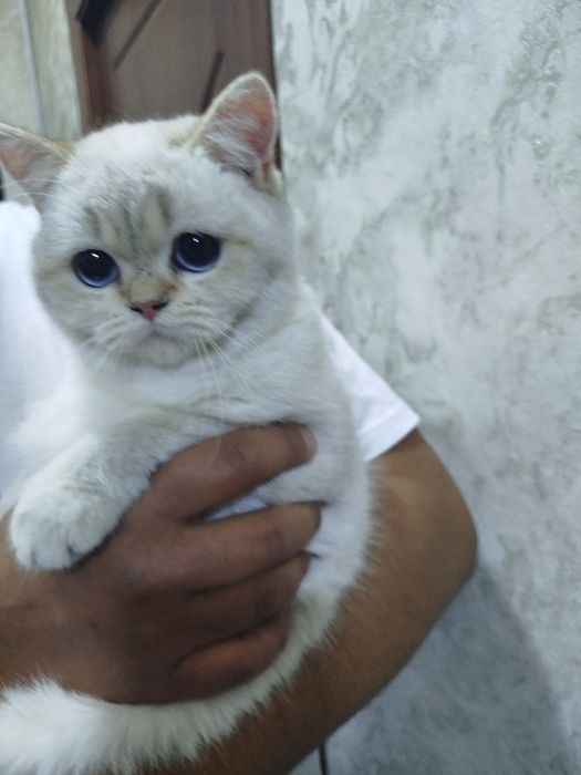 Продам шиншиллу девочка