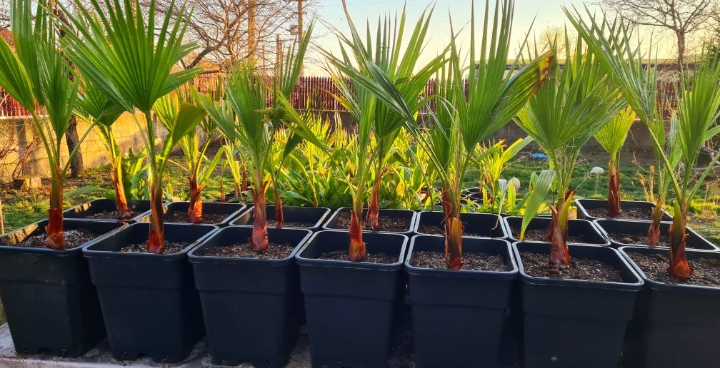 Pui de palmieri rezistenti iarna Washingtonia Robusta Trachycarpus For