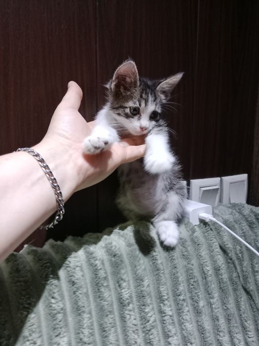 Подросший мальчик под кастрацию