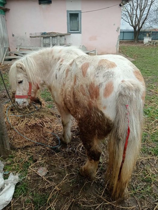 Vând poneită blândă