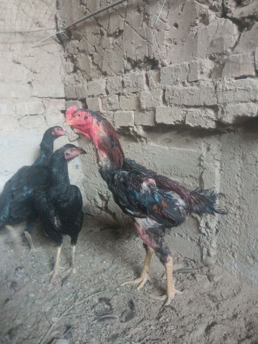 Barakasini bersin