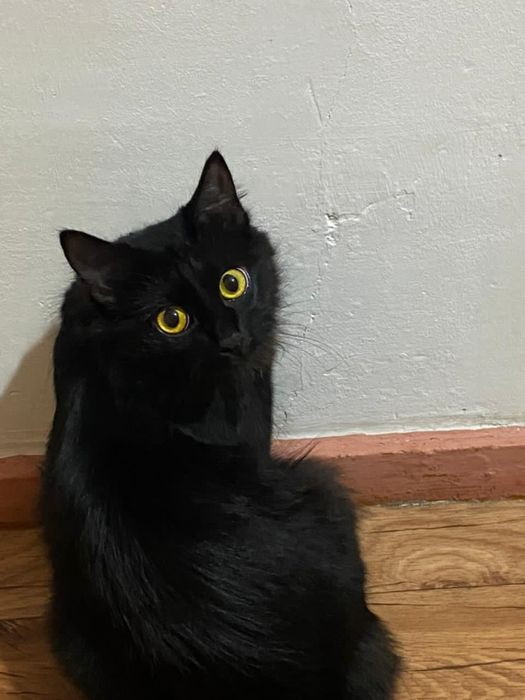 Одаю кошку породы мейкун помесь