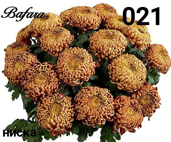 Хризантеми -7лв.бр.