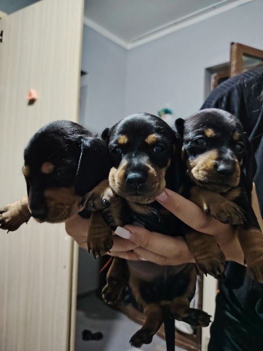 Щенки таксы цена договорная