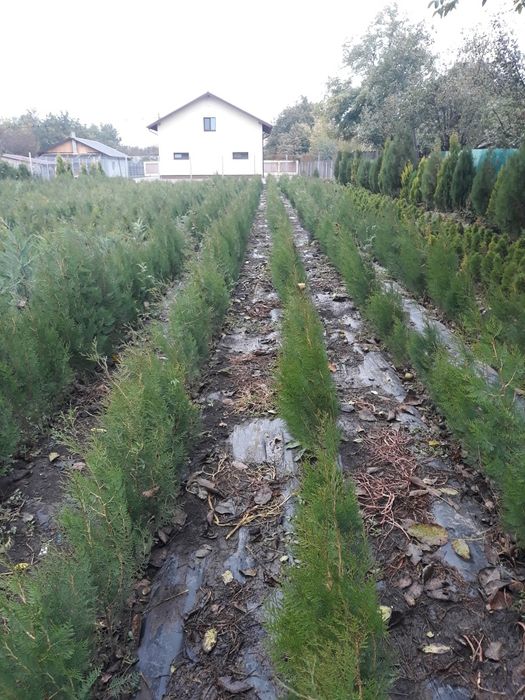 Gard viu permanent verde-tuia