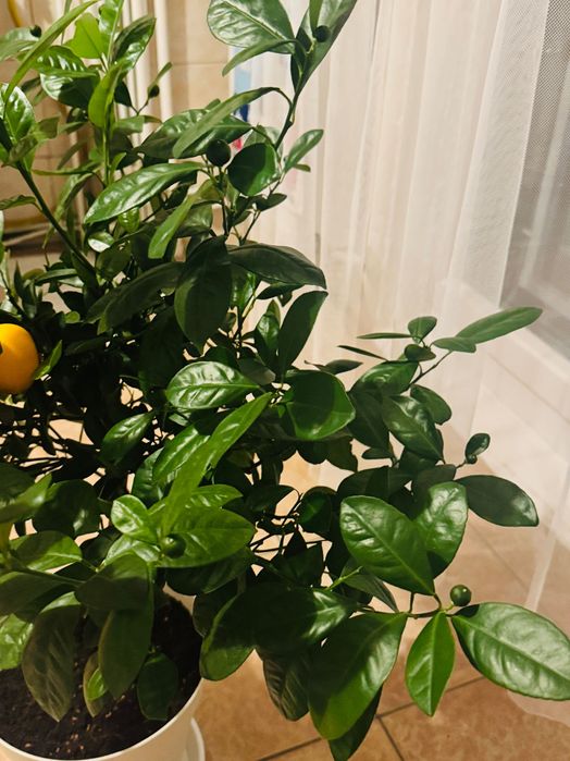 Mandarin înalt (copacel) cu multe fructe