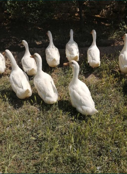 Rate Pekin intre 3 si 4 Kg