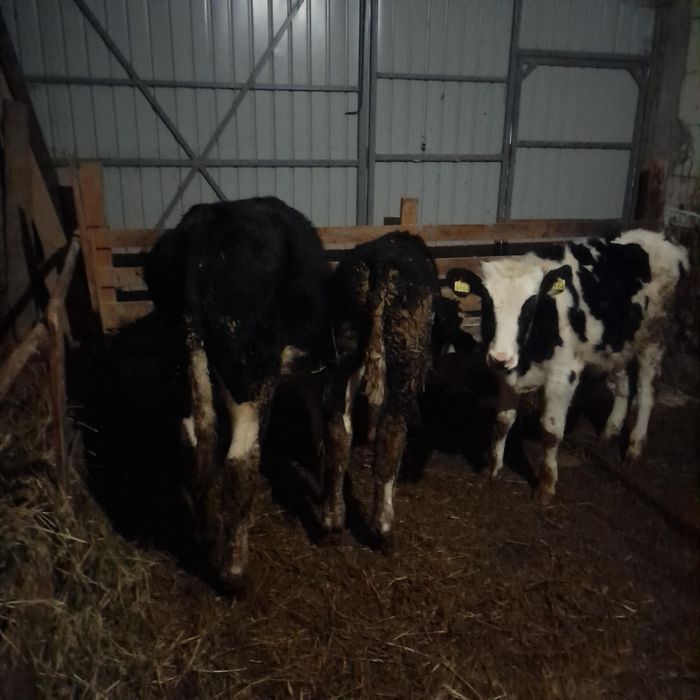 Vând 3 tăurași negru cu alb