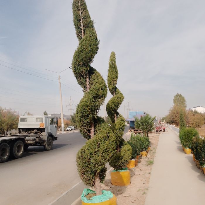 Majvenik spiral sotuvda