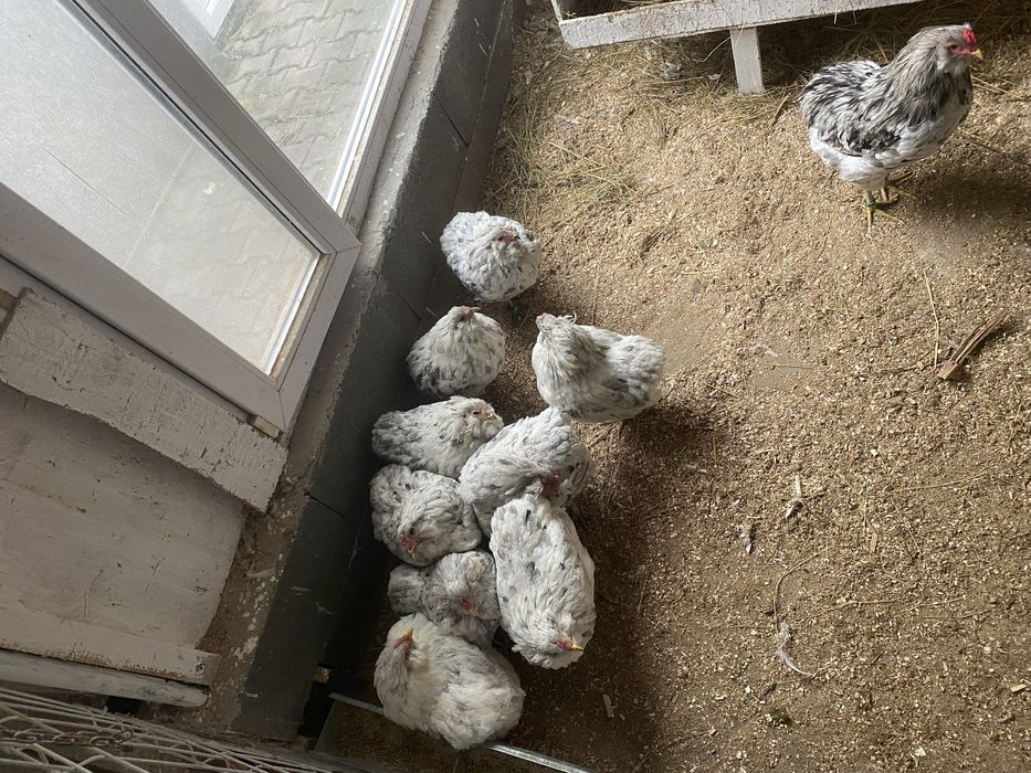 Oua si pui  araucana