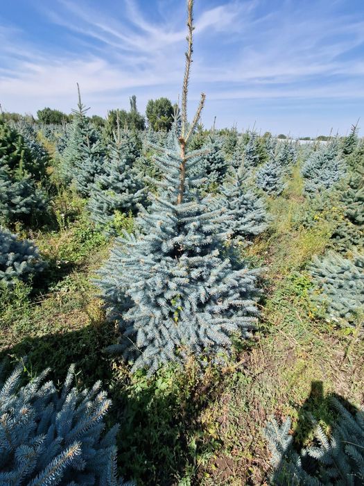 Ели сосны сирень саженцы