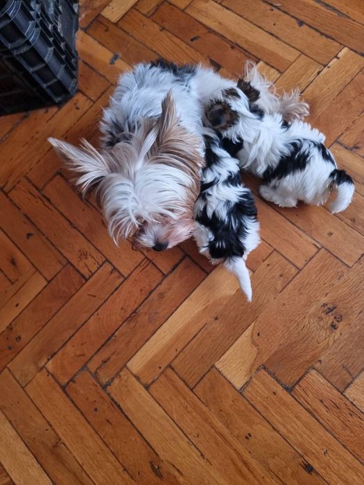 Мини йоркширски териер