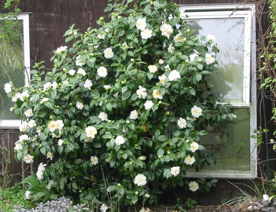 Камелия белая,красная. Kameliya