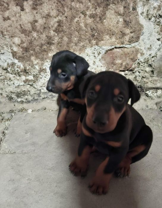 Мъжки малък доберман