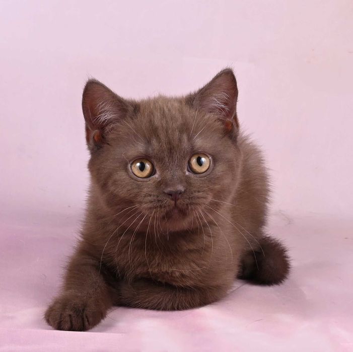 Pisicuță British Shorthair Chocolate cu pedigree